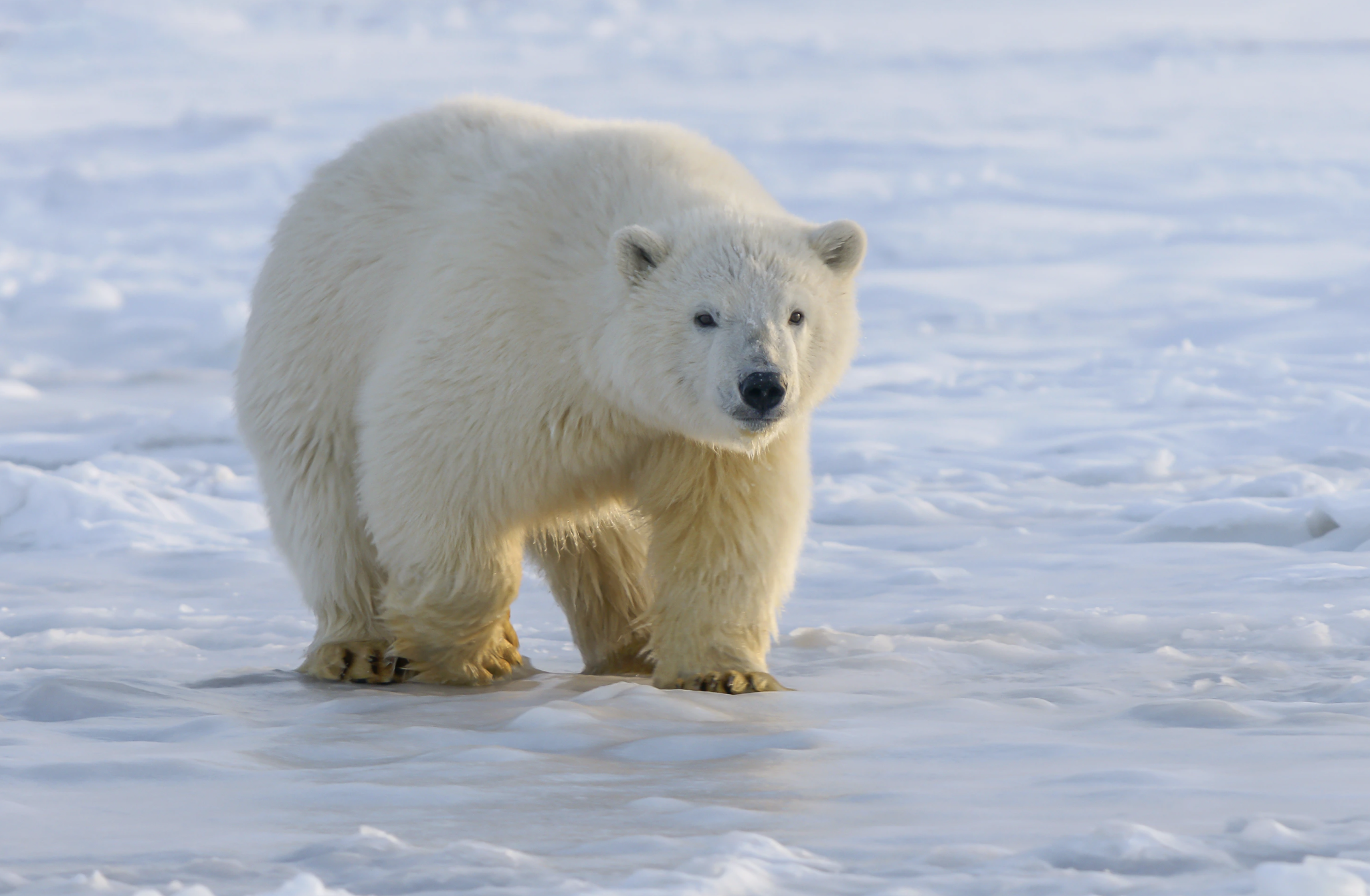 Polar Bear Arctic Circle Svalbard Cruise Swan Hellenic Expedition Cruise 